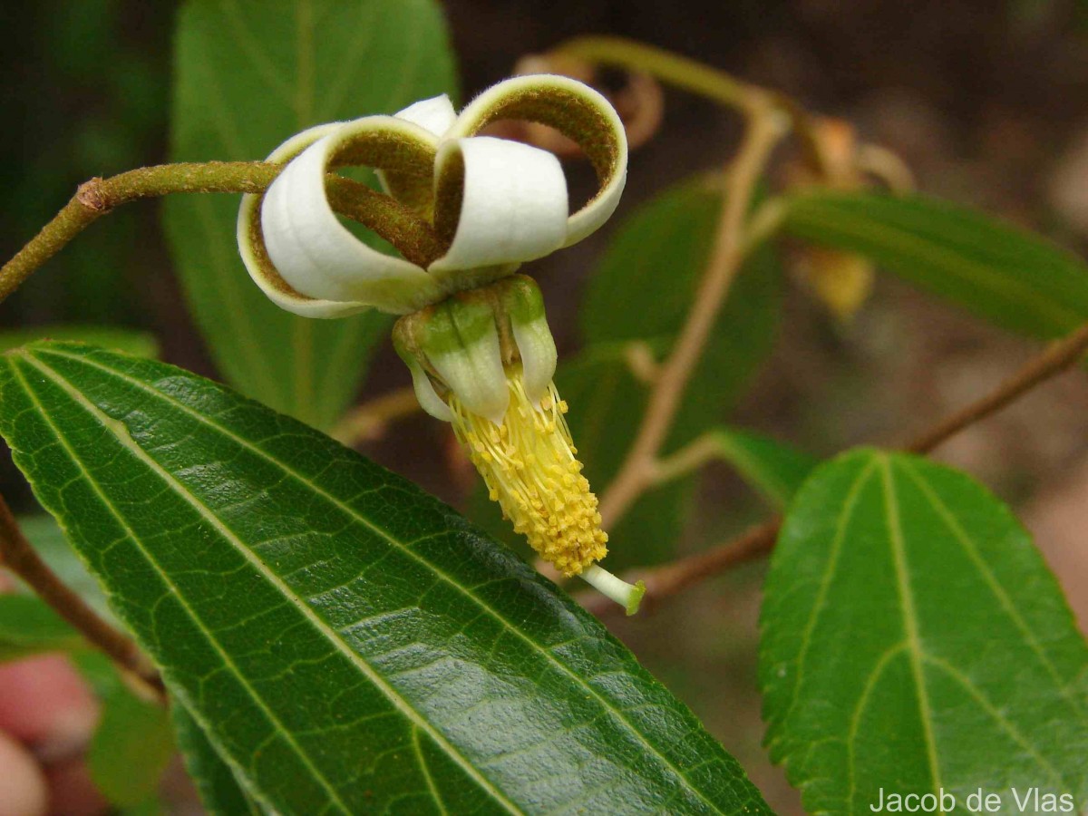 Grewia carpinifolia Juss.